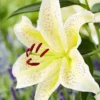Cream speckled lily with red stamens
