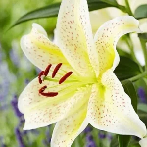 Pale lily with red spots and stamens