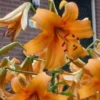 Close-up of vibrant orange lily cluster