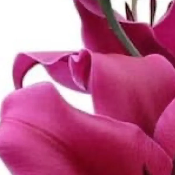 Close-up magenta flower petals and stem