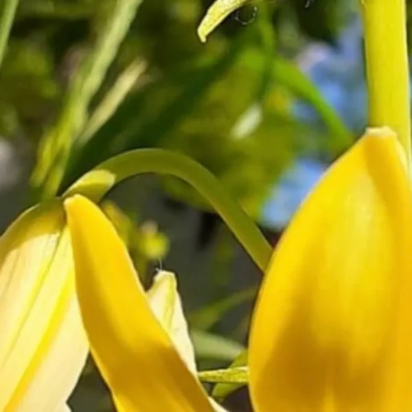 Close-up of yellow flowers in sunlight.