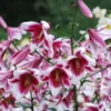 Pink and white trumpet lilies in bloom