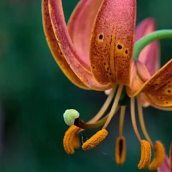 Close-up of a vibrant orange lily flower.