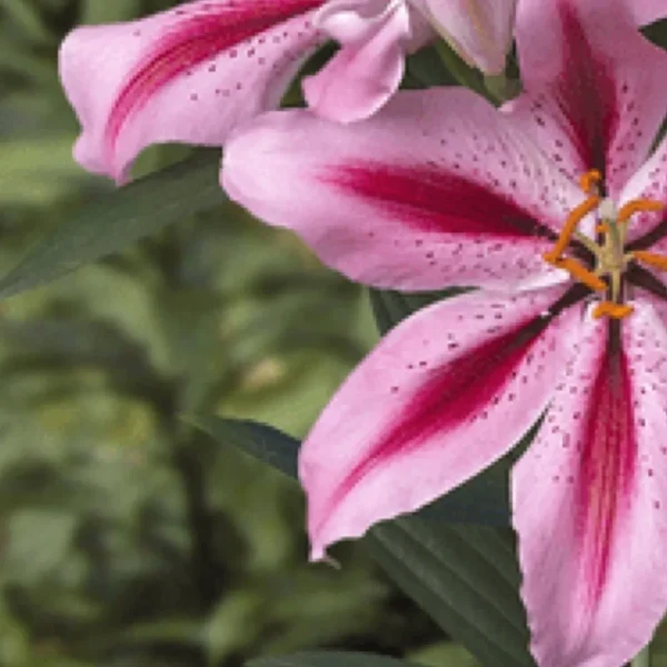 Close-up pink lily with speckled petals