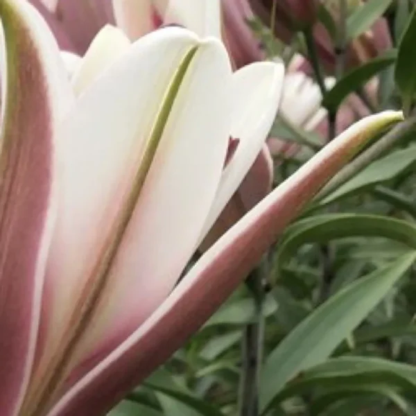 Close-up of pink and white lily petals