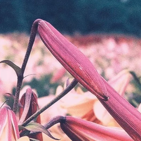 Pink lily buds in close-up.
