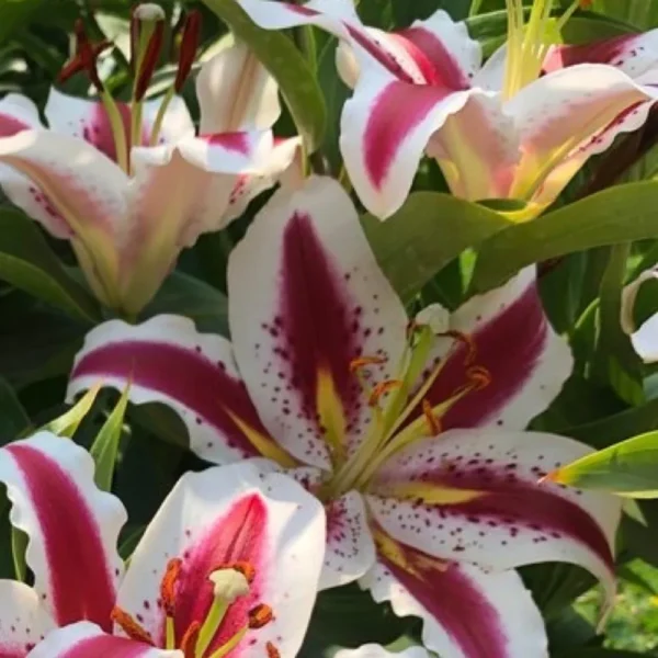 Lilies with crimson and white petals.