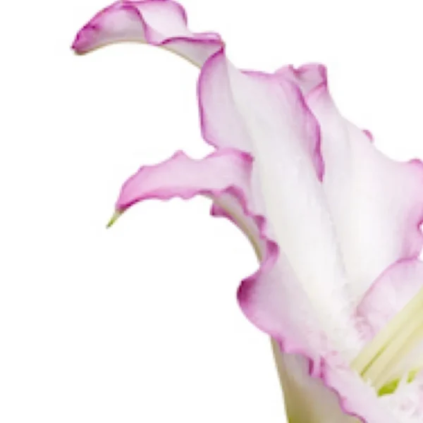Pink and white flower petal detail.