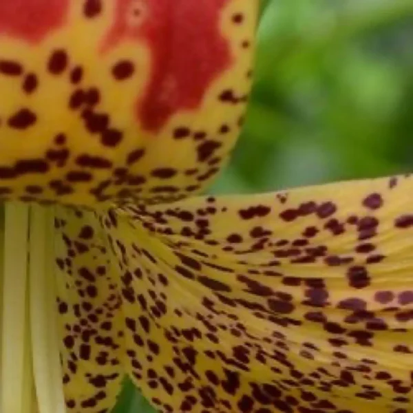 Close-up of spotted yellow flower petal.