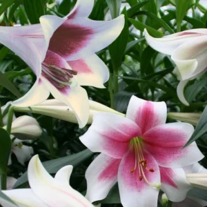 Close-up pink and white lily blossoms