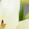 Close-up of cream-colored lily flower.