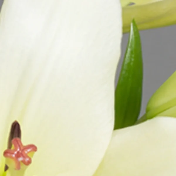 Close-up of cream-colored lily flower.