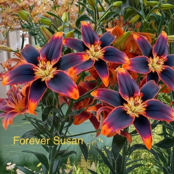 Vibrant dark lilies in full bloom.