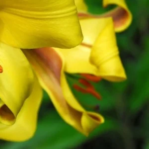 Close-up of yellow lily petals.