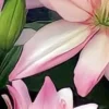 Pink lilies in dark green setting.
