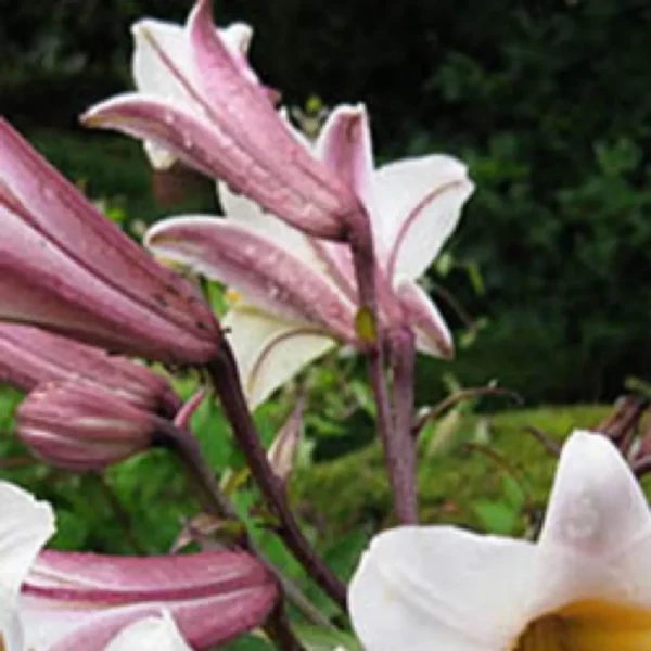 Pink and white lilies in garden.
