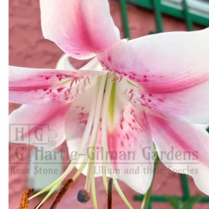 Pink-and-white lily with long dangling stamens