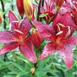Red lilies with raindrops and green leaves.