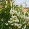 Delicate white lilies with curled petals