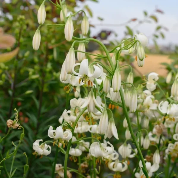 Delicate white lilies with curled petals