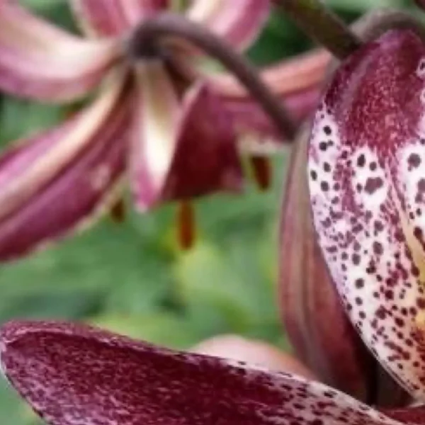 Marbled maroon and white lilies.