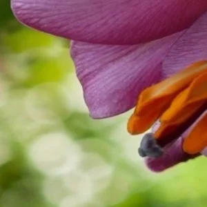 Purple and orange flower blossom.