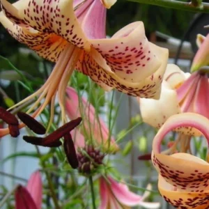Peach lilies with maroon spots.