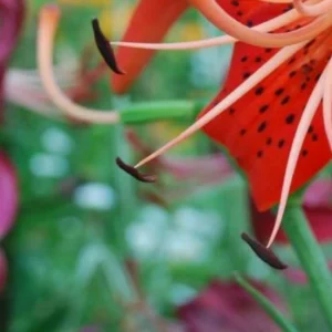 Close-up of a red lily flower.