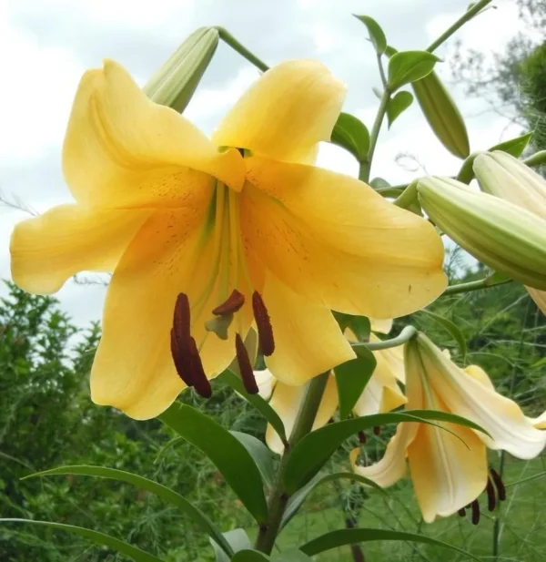 Yellow lily flower in full bloom outdoors.
