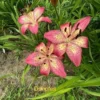 Pink lilies with yellow centers in garden.