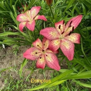 Pink lilies with yellow centers in garden.