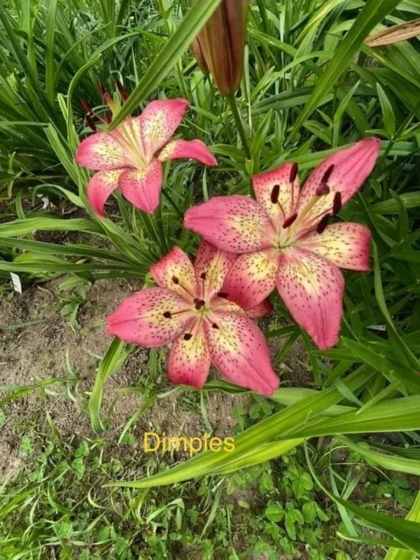 Pink lilies with yellow centers in garden.