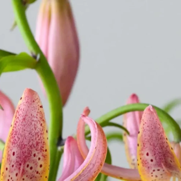 Pink flowers with speckled petals and buds.