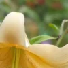 Close-up of a yellow flower bloom.