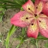 Speckled pink lily with yellow center