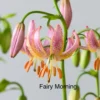 Pink lilies with "Fairy Morning" text.