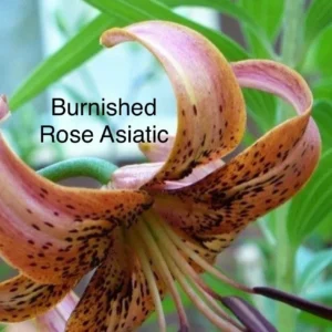 Burnished Rose Asiatic lily in bloom.