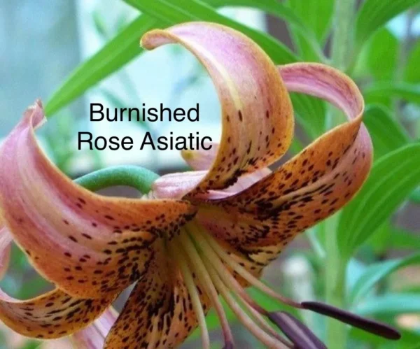 Burnished Rose Asiatic lily in bloom.