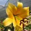 Yellow lily flower in greenhouse setting.