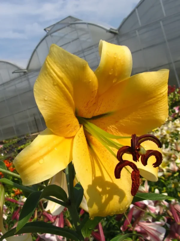 Yellow lily flower in greenhouse setting.