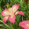 Pink spotted lily blossom in green garden