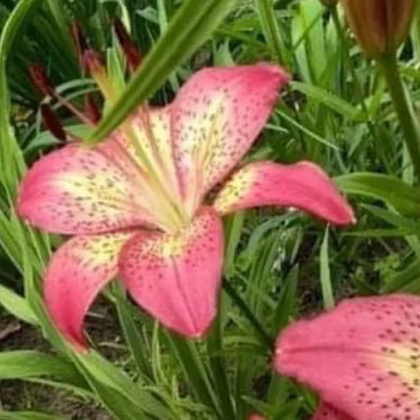 Pink spotted lily blossom in green garden
