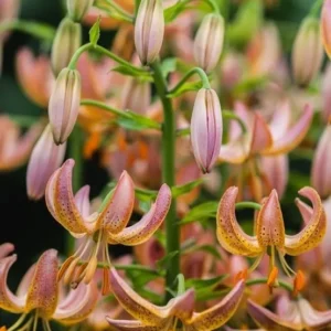 Spotted pink-orange hanging lily cluster