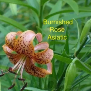 Burnished rose Asiatic lily with leaves.