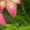 Pink lily with yellow and black spots.