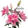 Pink ruffled lilies with "Isabella" label