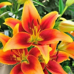 Vibrant orange-red lily blossoms close-up