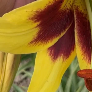 Yellow lily with red streaks in bloom.