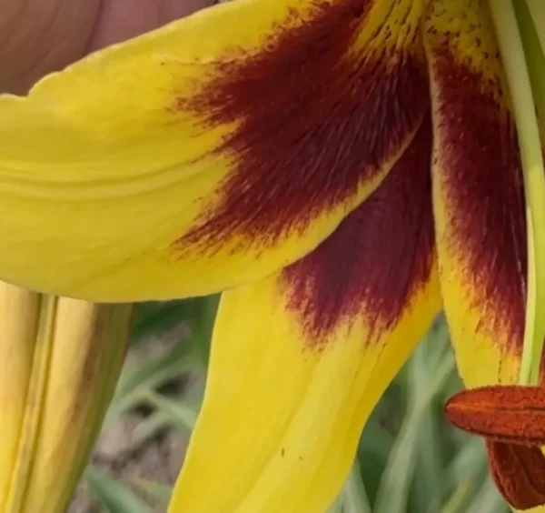 Yellow lily with red streaks in bloom.