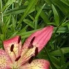 Pink speckled lily with dark stamens